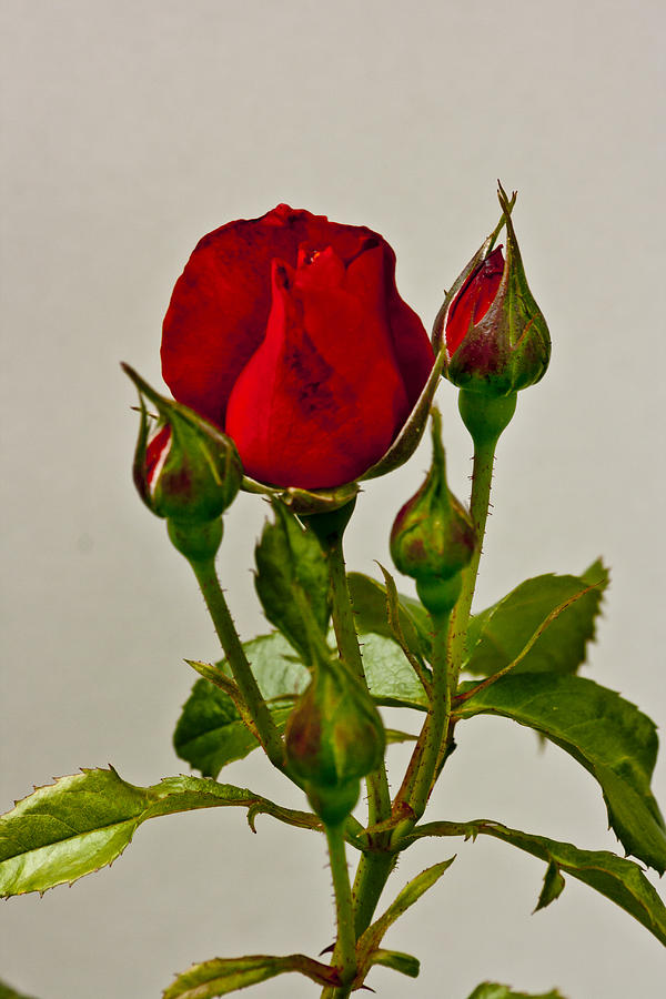 Red Rose Family 5 Photograph