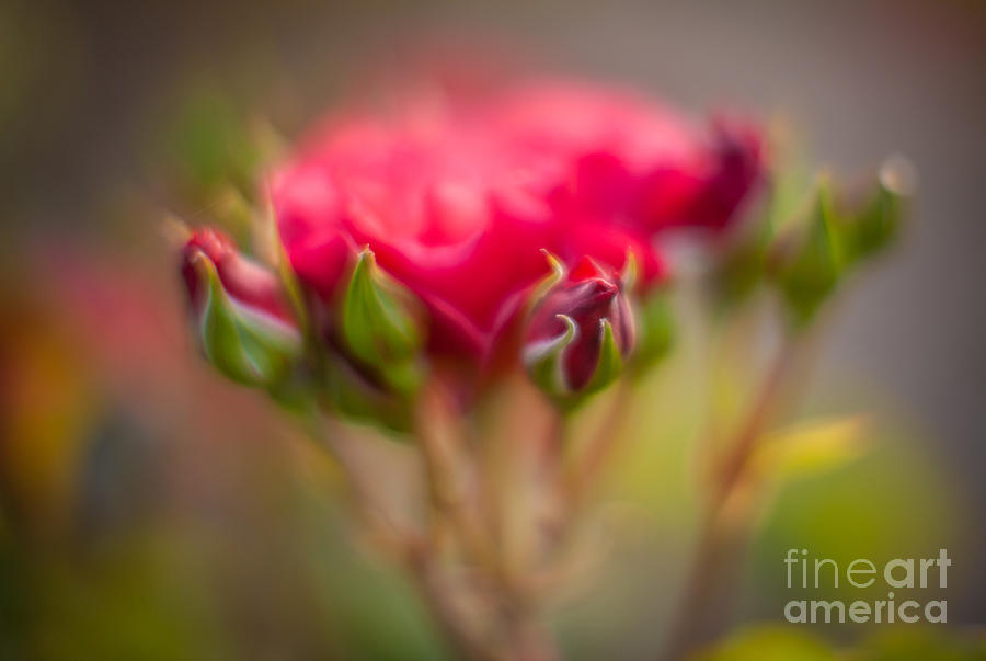 Rose Photograph - Red Rose Flourish by Mike Reid