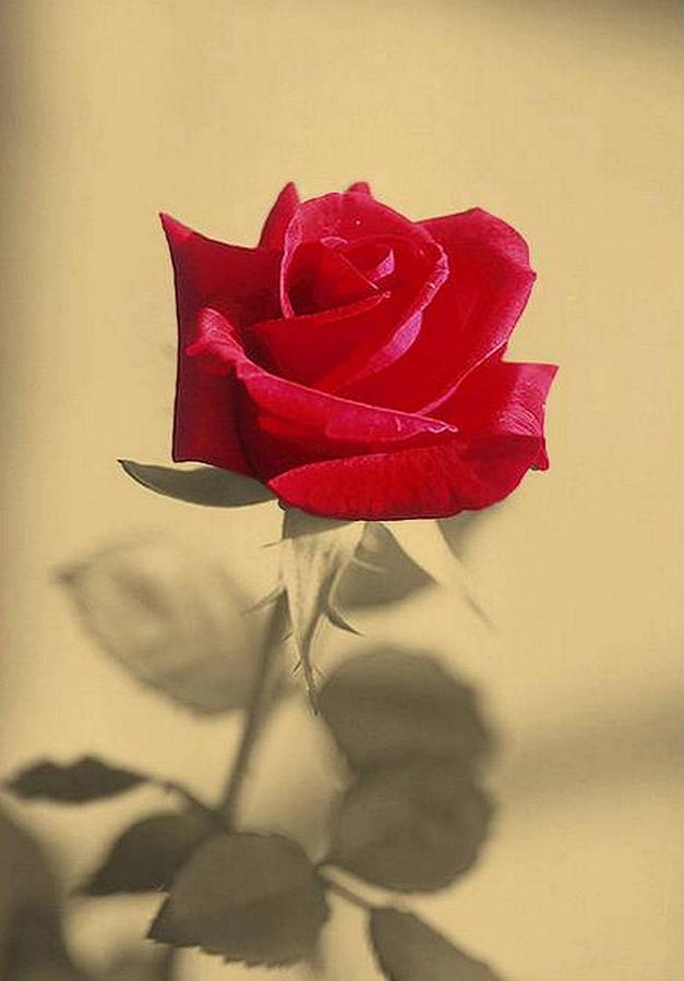 Red Rose Flower Isolated on Sepia Background Photograph by Taiche Acrylic Art