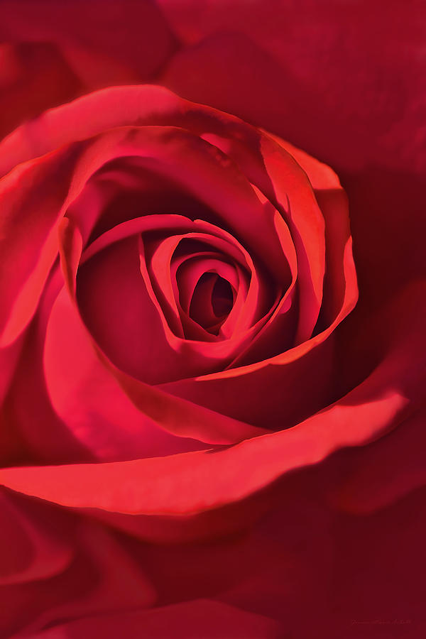 Mystery of the Red Rose Flower Photograph by Jennie Marie Schell