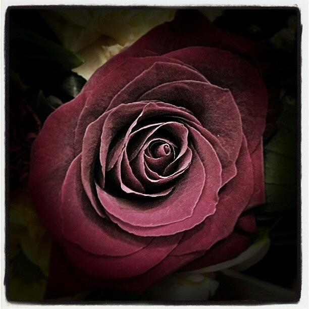 Flowers Still Life Photograph - #red #rose #flower #redrose #romantic by Stephen Clarridge