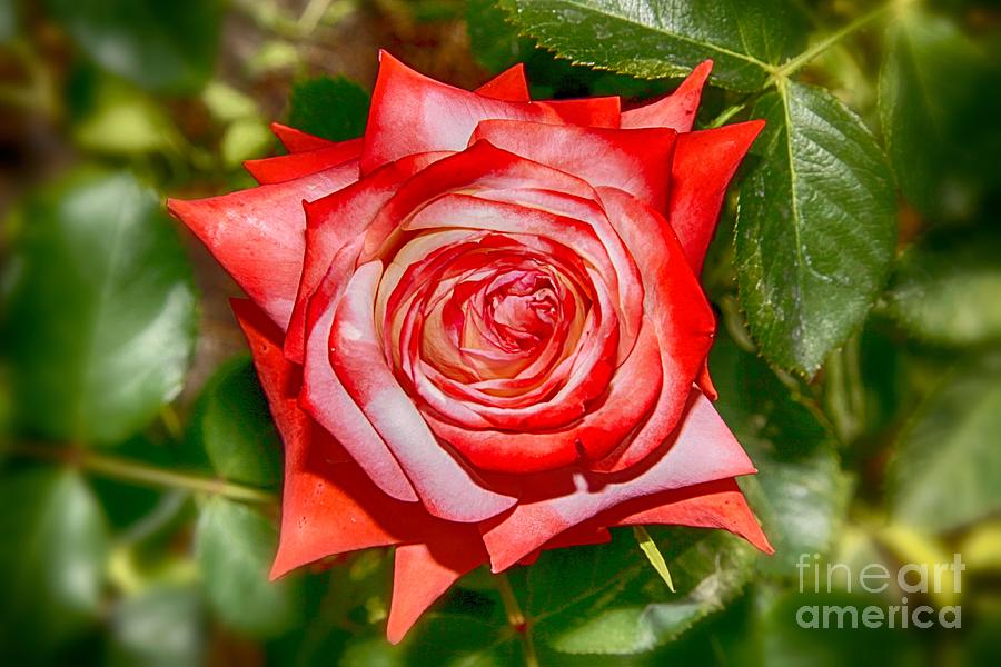 Red Rose Focus Photograph by Stefano Senise