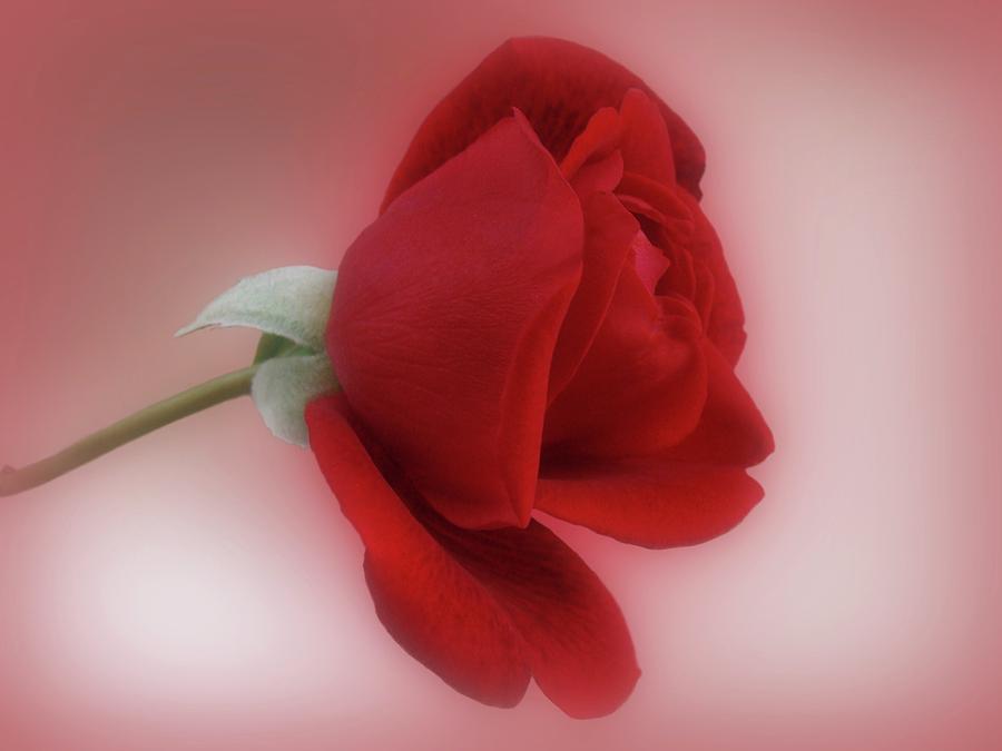 Red Rose for You Photograph by Sandy Keeton