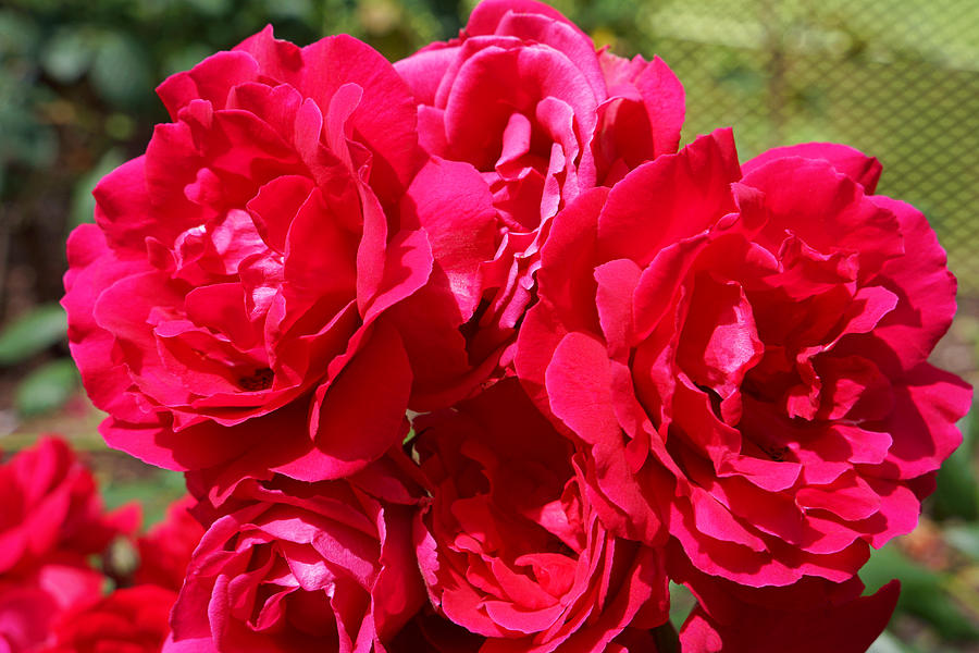 RED Rose Garden Art Prints Roses Photograph by Patti Baslee