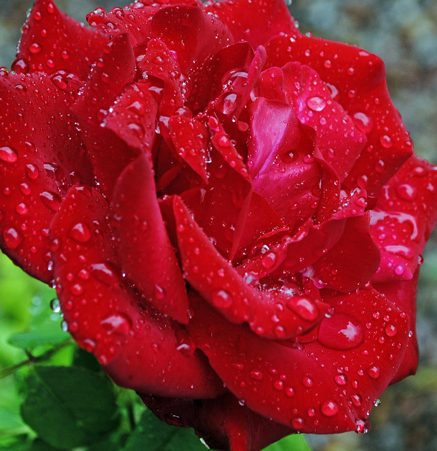 Red Rose Photograph by George Davidson