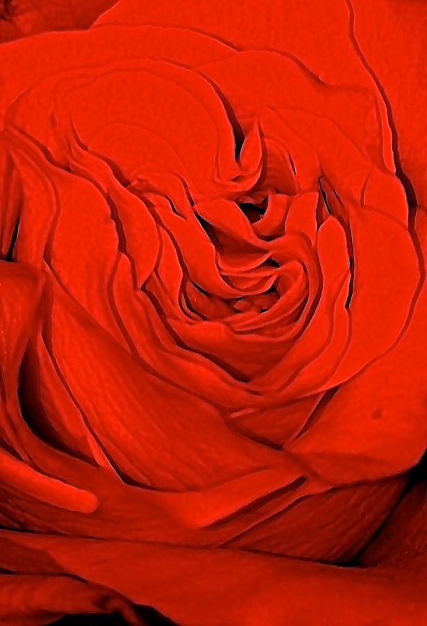 Red Rose Photograph by Gillis Cone