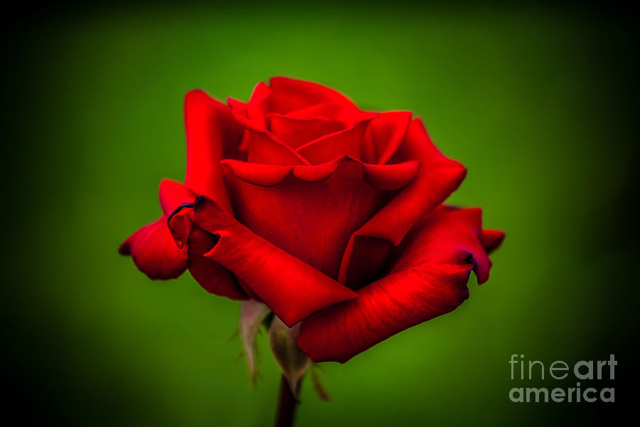 Red Rose Green Background Photograph