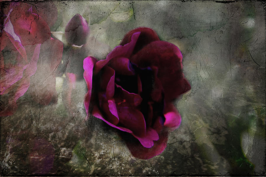 Red Rose Grunge Photograph by Evie Carrier