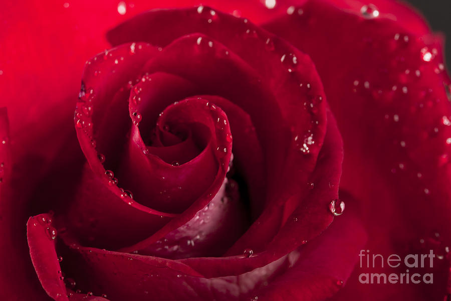 Red rose Photograph by Gunnar Orn Arnason