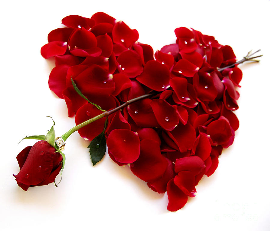 Red Rose Heart Valentine