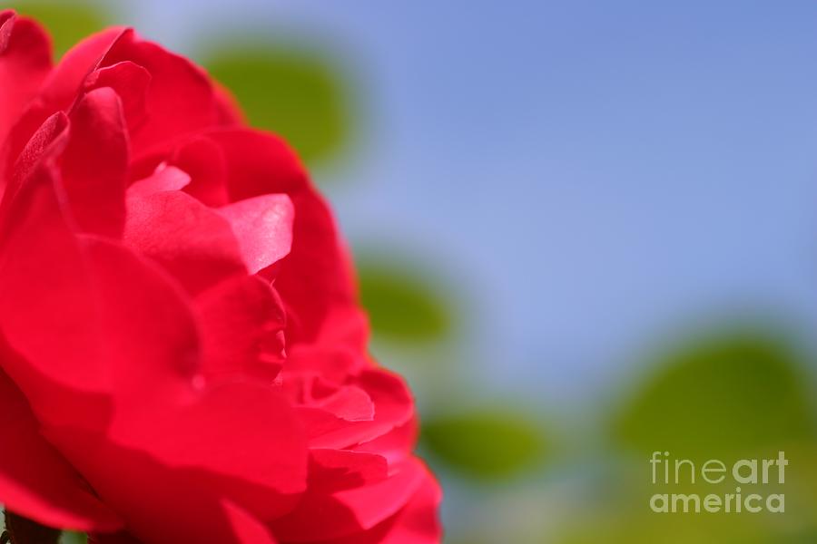 Nature Photograph - Red Rose by Henrik Lehnerer