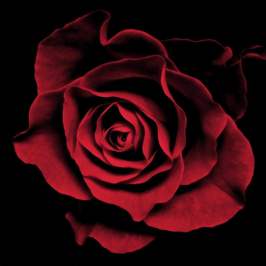 Abstract Black Red Rose Flower Photo Image By Nadja Drieling Photography Print Shop Online Art-Work Photograph by Nadja Drieling - Flower- Garden and Nature Photography - Art Shop