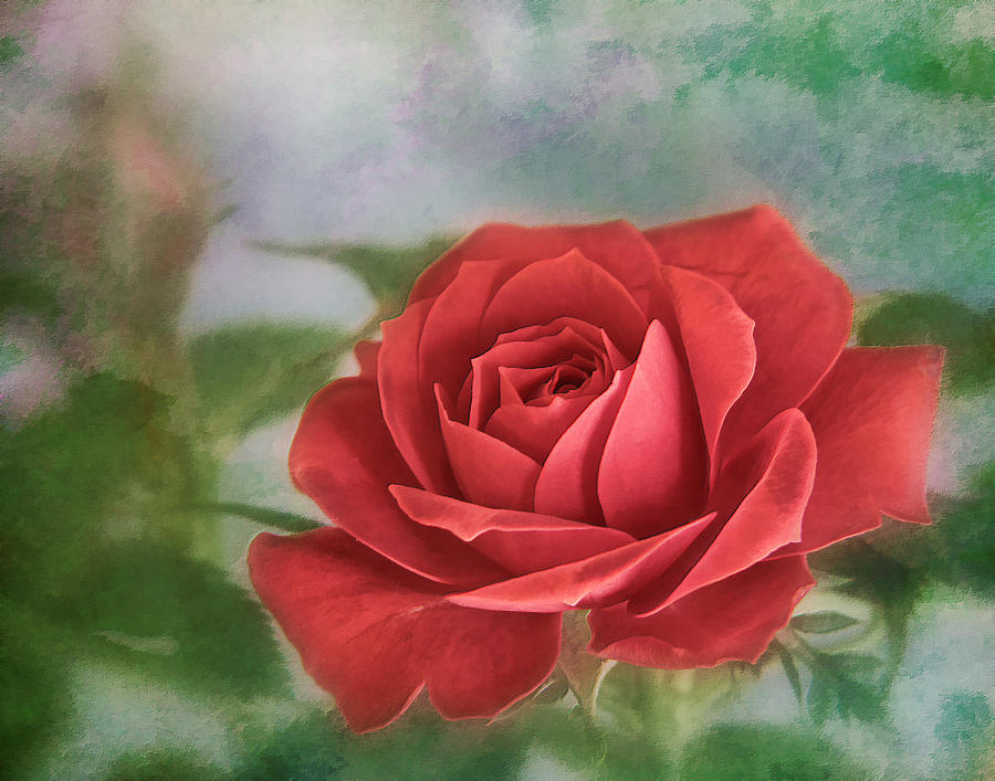 Nature Photograph - Red Rose II by David and Carol Kelly