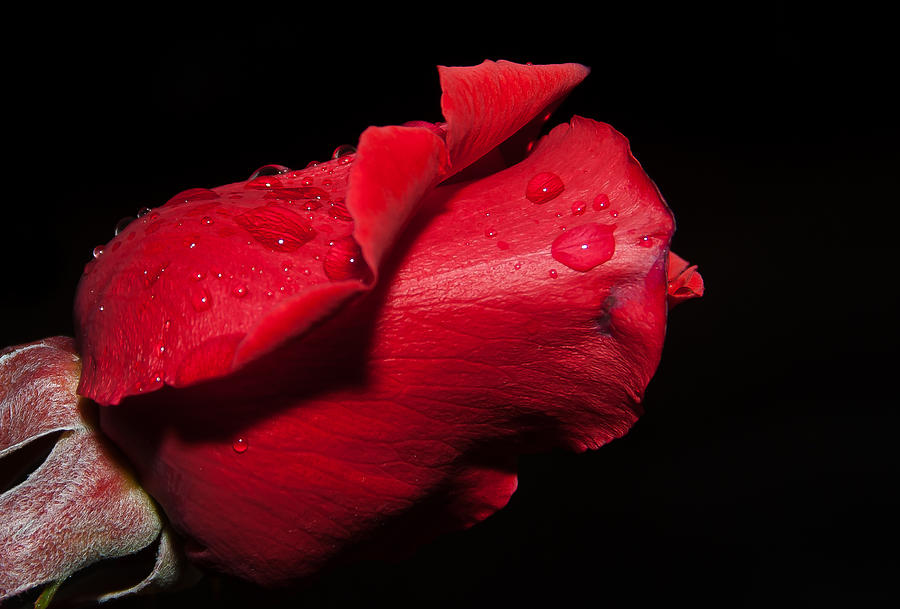 Rose Photograph - Red Rose In A Rainny Day by Carlos V Bidart