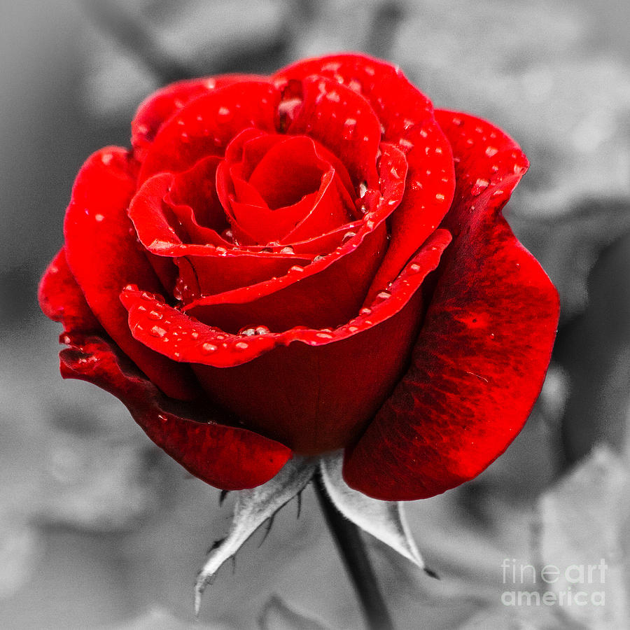 Red Rose in Square on Black and White Photograph by Terri Morris