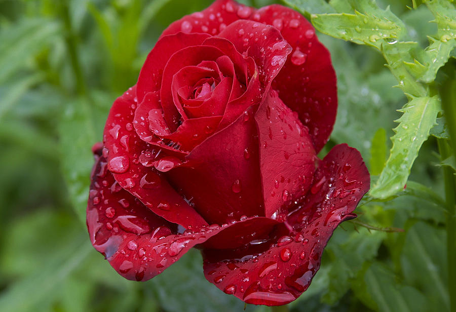 Red Rose Photograph by Ingrid Smith-Johnsen | Fine Art America