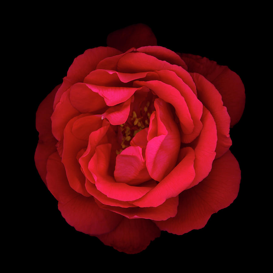 Red Rose Isolated On Black Photograph by Ogphoto