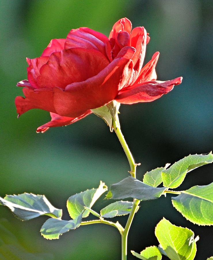 Flower Photograph - Red Rose by JAXINE Cummins