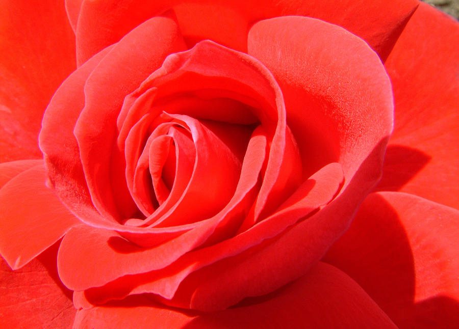 Red Rose Photograph by John Topman