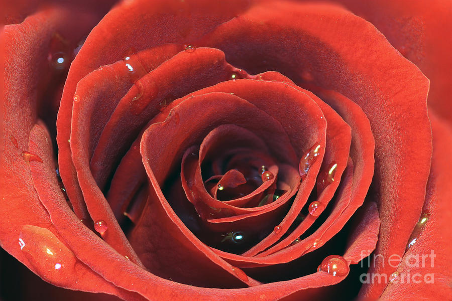 Rose Photograph - Red Rose by Lars Ruecker