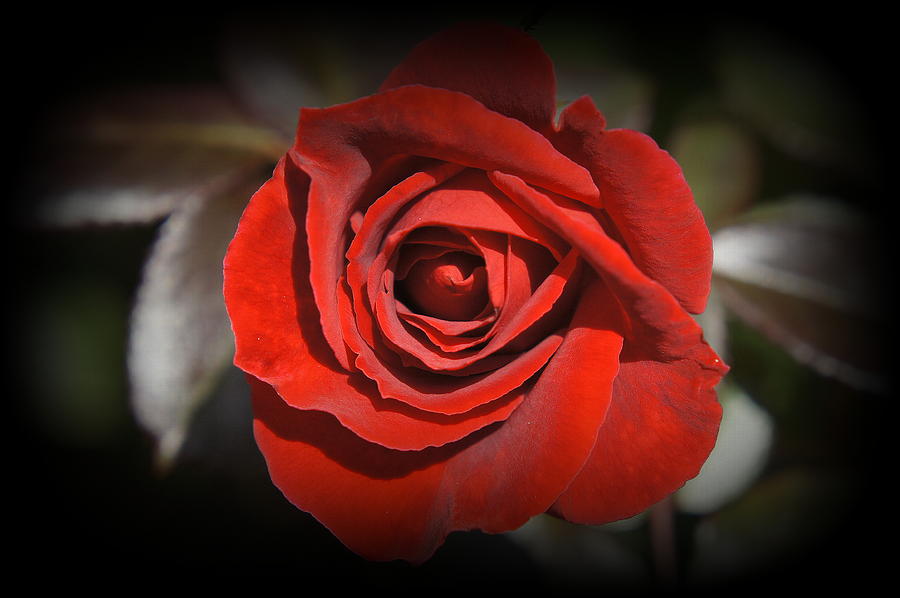 Red Rose Photograph by Laurie Perry