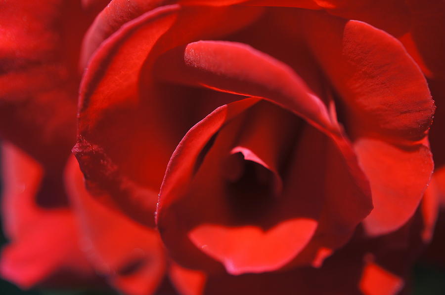 Spring Photograph - Red Rose Layers by Laurie Perry