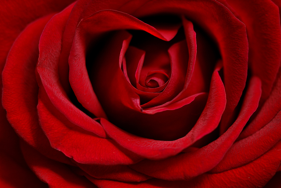 Red Rose Photograph by Loree Johnson