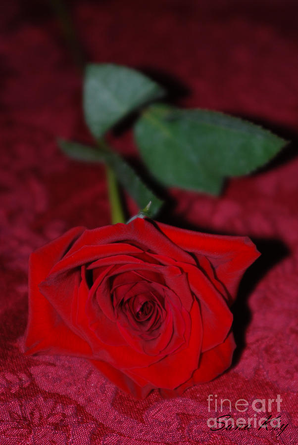 Red Rose. Love is... Photograph by Oksana Semenchenko