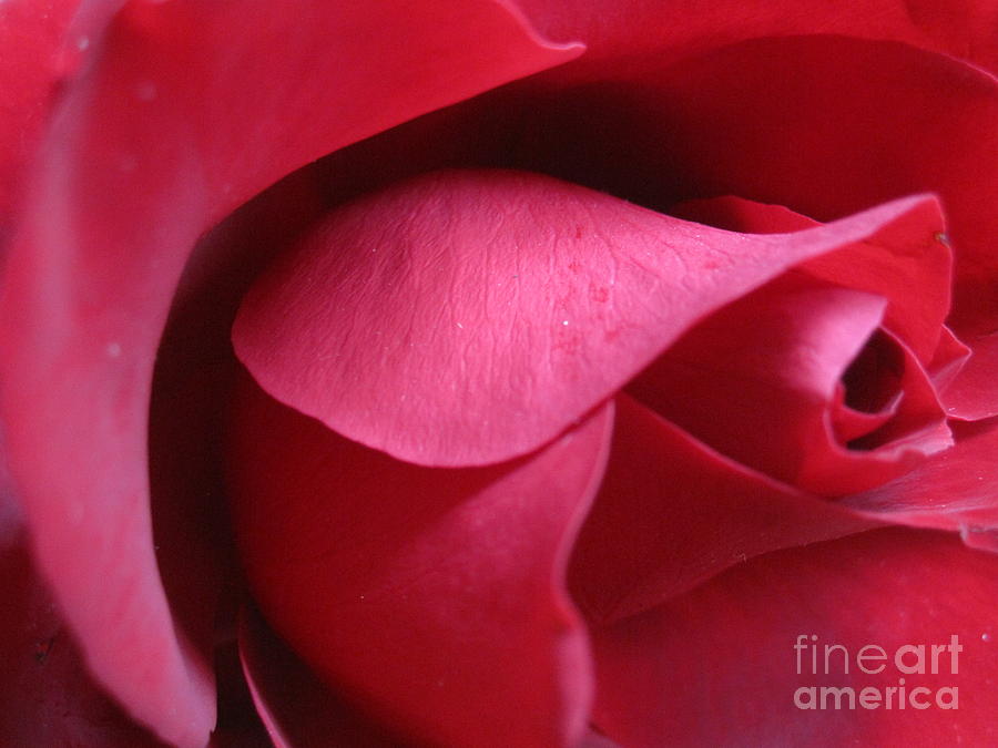 Red Rose Macro 2 Photograph by Tara  Shalton