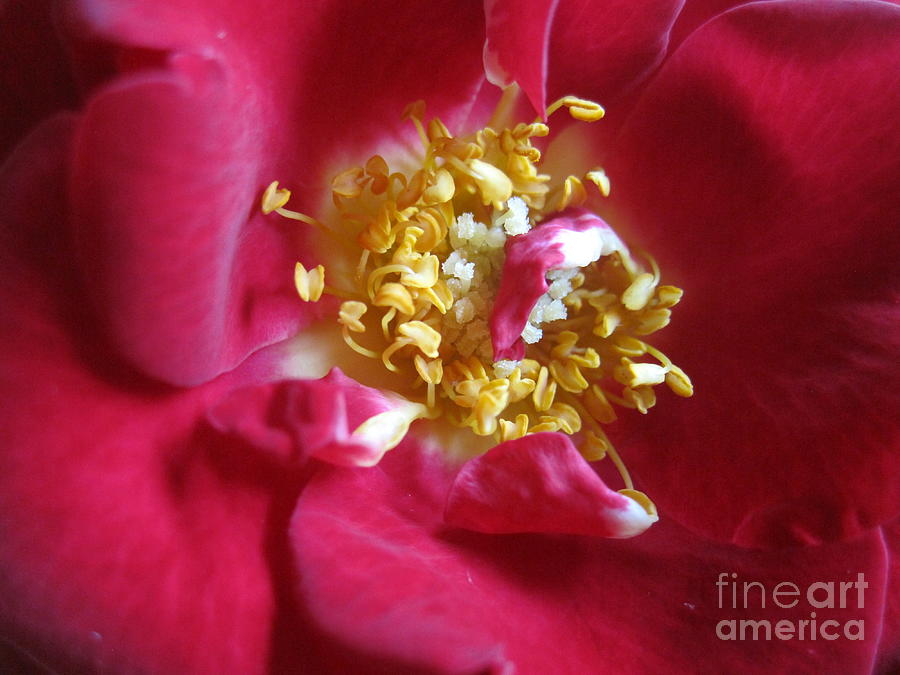 Red Rose Macro 3 Photograph by Tara  Shalton