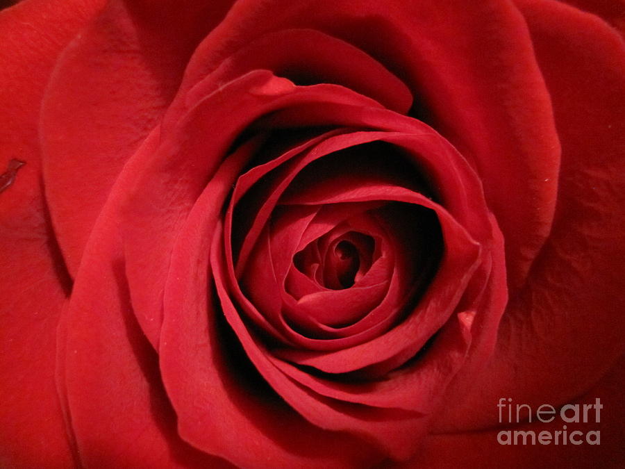 Red Rose Macro 4 Photograph by Tara  Shalton