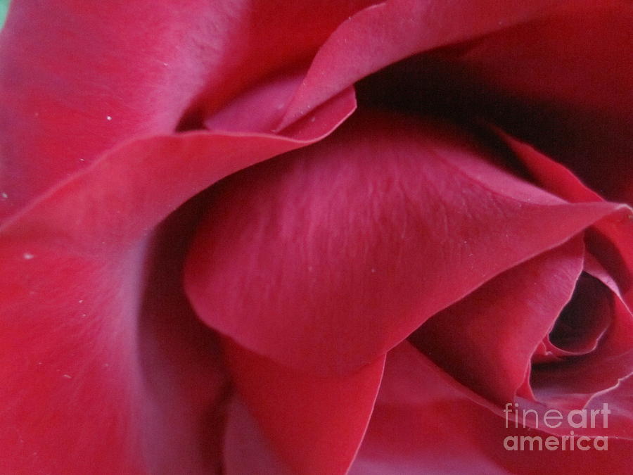 Red Rose Macro Photograph by Tara  Shalton