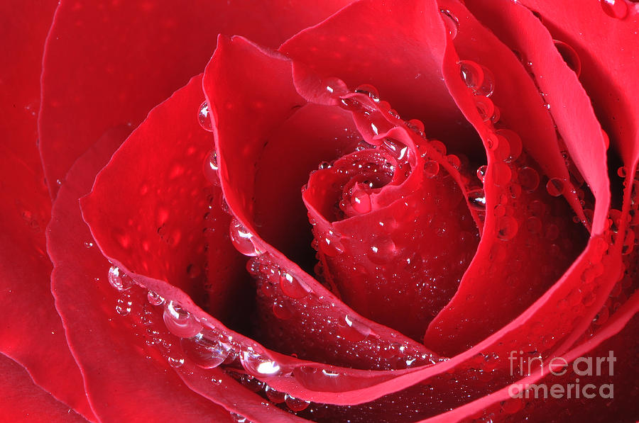 Rose Photograph - Red Rose Macro with Waterdrops by Sharon Talson