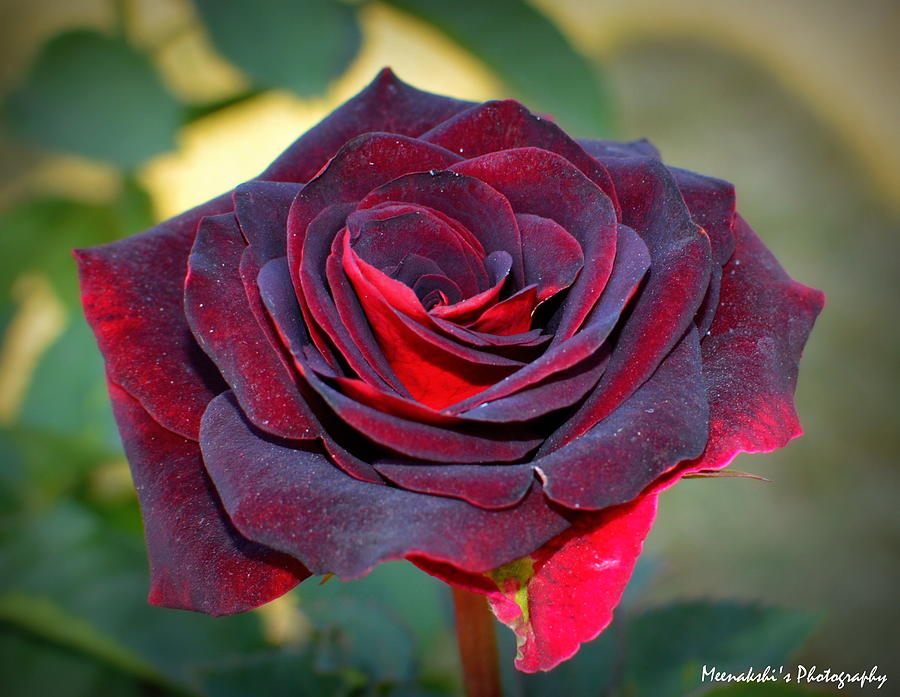 Red Rose Photograph by Mischa Art and More
