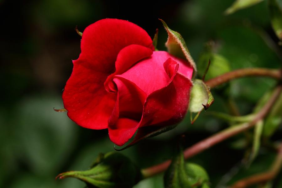 Red Rose Photograph by Mike Farslow