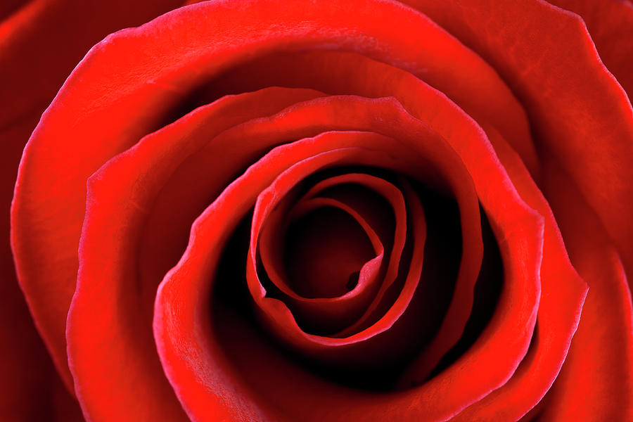Red Rose Photograph by Nicholas Free