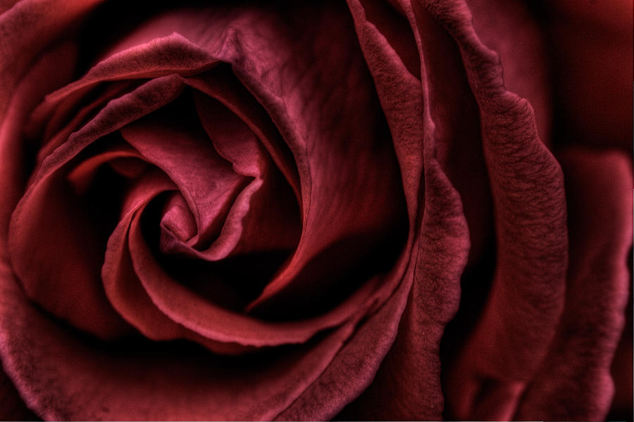 Red Rose Photograph by Nigel R Bell