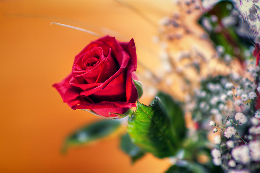 Rose Photograph - Red Rose of Love by EXparte SE