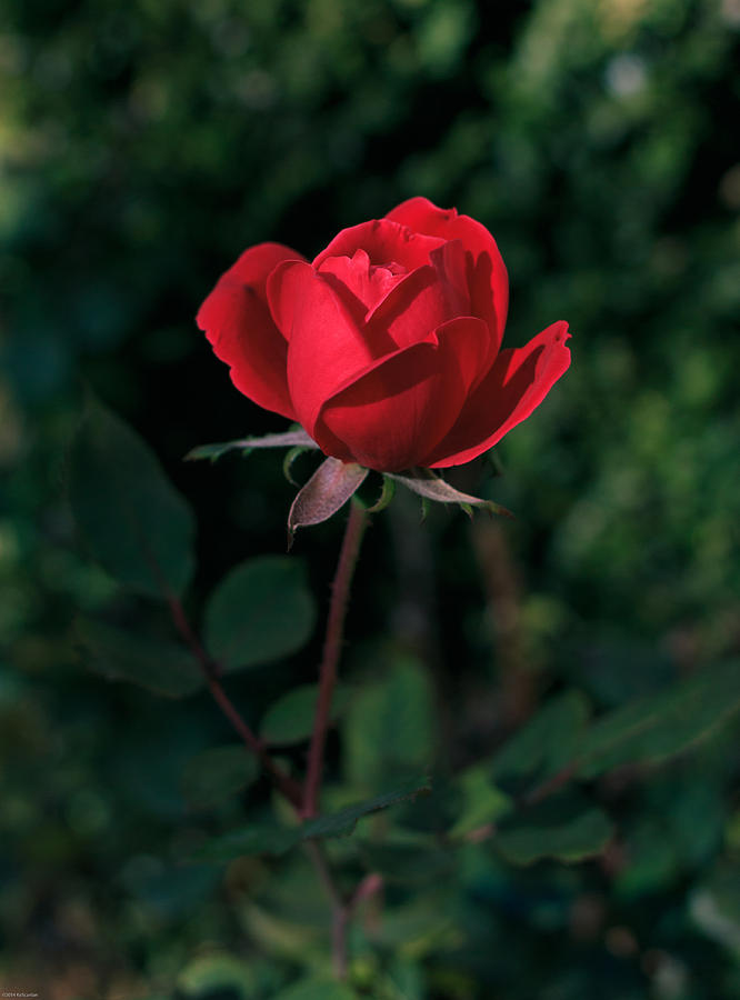 Red Rose of Love Photograph by Kathleen Scanlan