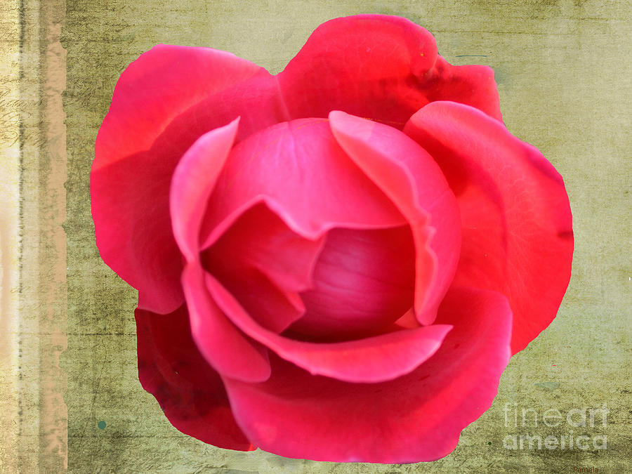 Rose Photograph - Red Rose of Love by Luther Fine Art