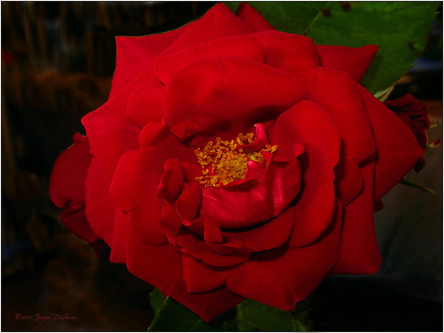 Red Rose of May Photograph by Joyce Dickens