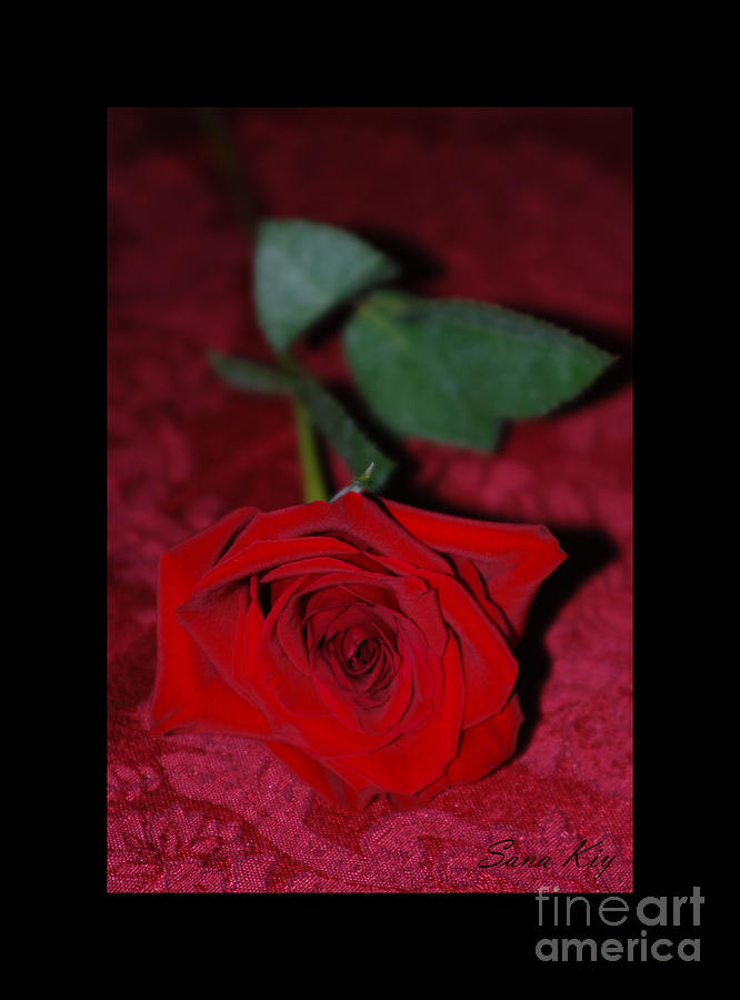 Red Rose Photograph by Oksana Semenchenko