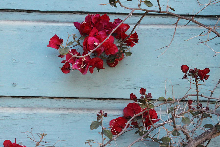 Flowers Photograph - Red Rose Old Siding by Claudia Stewart