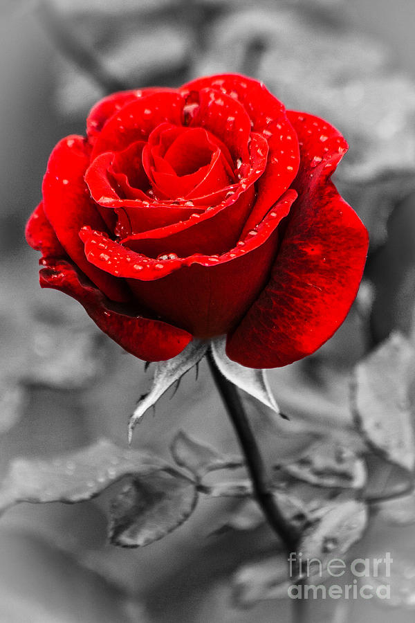 Red Rose on Black and White Photograph by Terri Morris