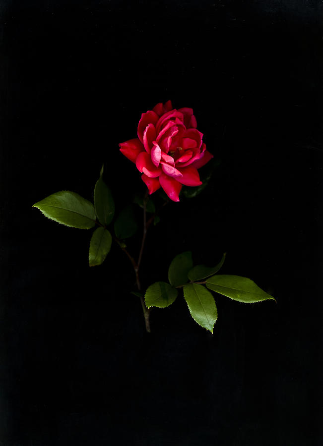 Red Rose On Black Photograph