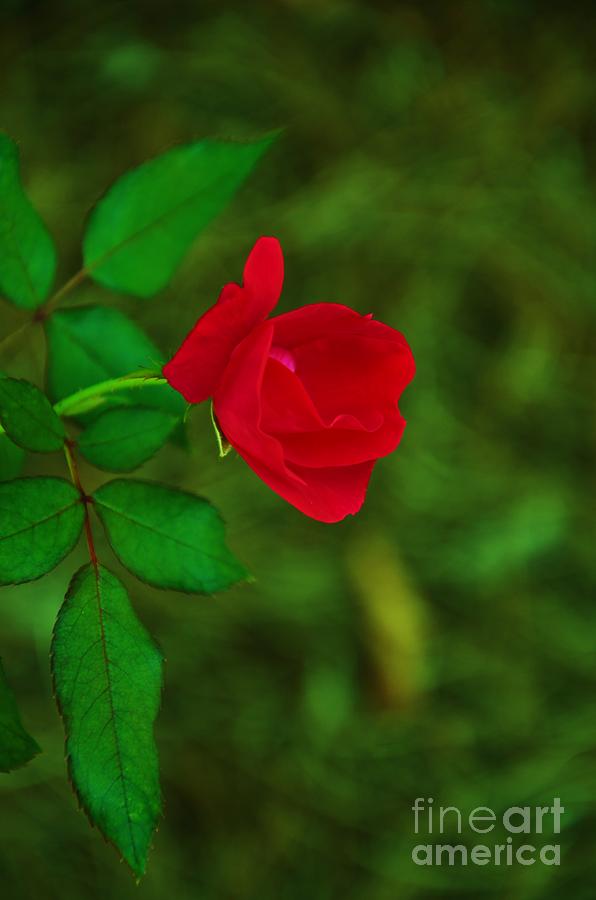 Red Rose On Green Photograph by Bob Sample