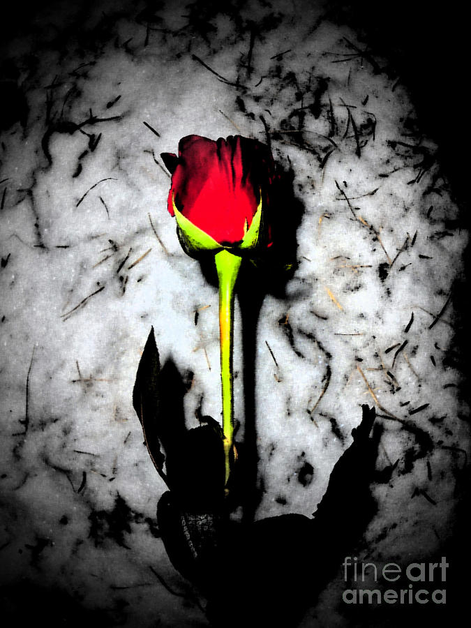 Red Rose On Ice Photograph