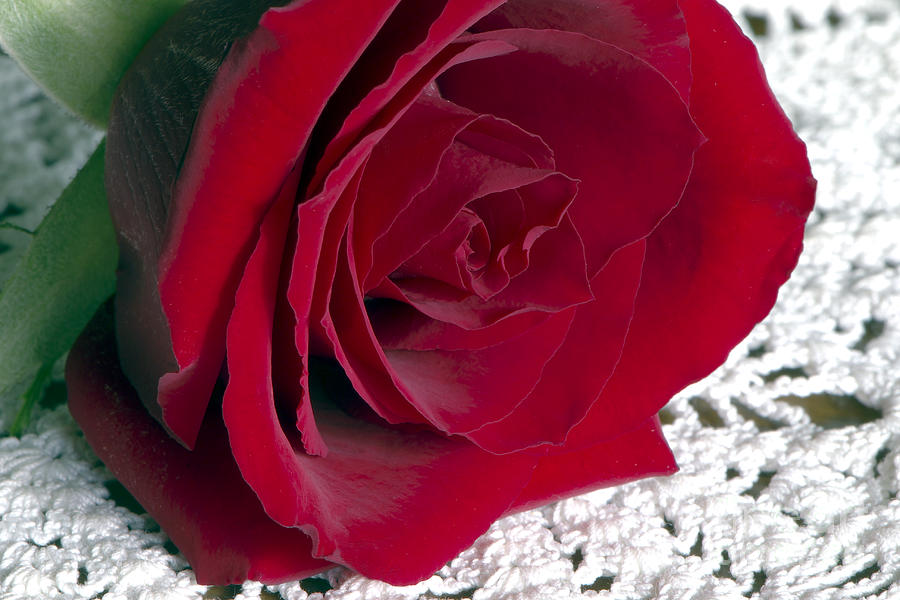 Red Rose on Lace Photograph by Sharon Talson