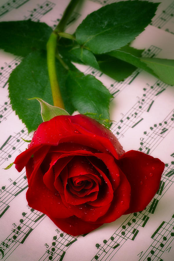 Red Rose On Sheet Music Photograph by Garry Gay
