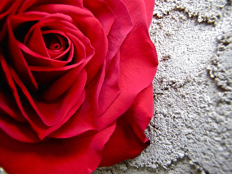 Red Rose on Wall Photograph by Lori Miller